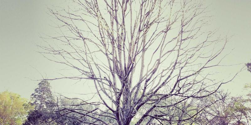 2024年域名注册新趋势：企业邮箱与SSL证书如何重塑品牌数字基石