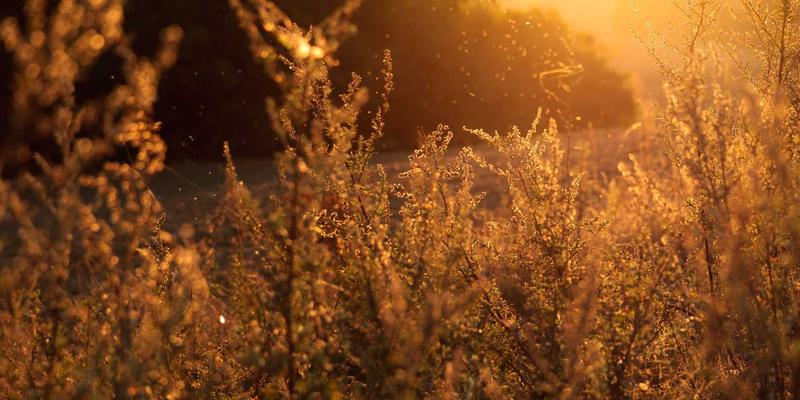 企业域名资产审计与管理：系统盘点、评估与优化域名组合的实战指南