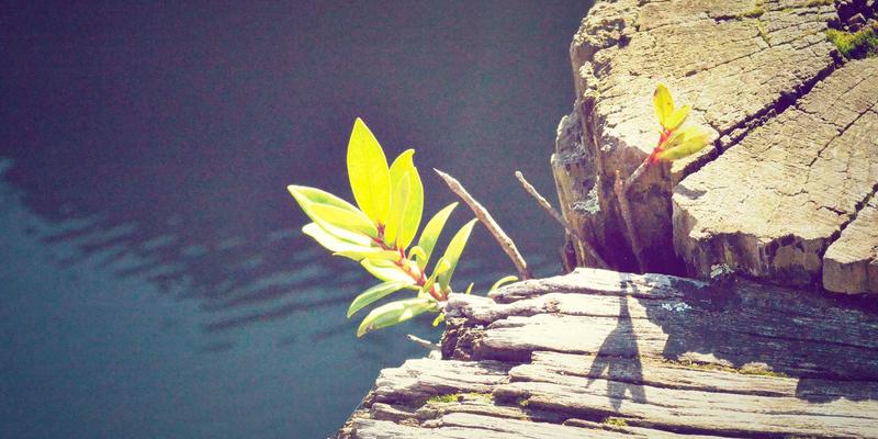 国际化域名（IDN）注册全攻略：解锁多语言市场的SSL证书与网络服务新机遇