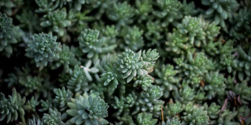 域名注册年限对SEO排名的影响：长期持有策略与短期风险分析